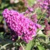 Buddleja Davidii 'Free Petite® Tutti Frutti' (Zwerg-Sommerflieder) -Günstiges Pflanzen Land Geschäft 2002911 Buddleja 20davidii 20Free 20Petite 20Tutti 20Frutti Zwerg Sommerflieder 1