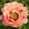 Paeonia Itoh-Hybride 'Callie's Memory' (Intersektionelle Pfingstrose) -Günstiges Pflanzen Land Geschäft 2002917 Paeonia 20Itoh Hybride 20Callies 20Memory Intersektionelle 20Pfingstrose 1