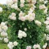 Rose 'Alaska'® / 'Future (Kletterrose) -Günstiges Pflanzen Land Geschäft 2003013 Rose 20Alaska 20 20Future Kletterrose 1 d2940d64 a45e 45d1 81a1 7cc38eee7e45