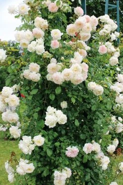 Rose 'Alaska'® / 'Future (Kletterrose)