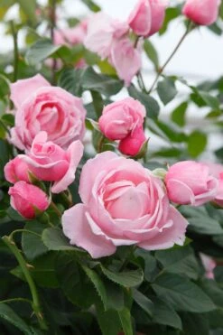 Rose 'Kiss Me Kate' (Kletterrose) -Günstiges Pflanzen Land Geschäft 2003015 Rose 20Kiss 20Me 20Kate Kletterrose 2