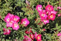 Rose 'Libertas' (Ramblerrose) -Günstiges Pflanzen Land Geschäft 2003016 Rose 20Libertas Ramblerrose 2 216b3e98 d5a5 4f99 8509 a5fc89c83657