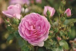 Rose 'Ozeana' (Kletterrose)