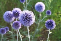 Traumhaftes Terrassenbeet (Doppelte Freude Durch Zwei Ansichtsseiten) -Günstiges Pflanzen Land Geschäft 2003046 Traumhaftes 20Terrassenbeet Doppelte 20Freude 20durch 20zwei 20Ansichtsseiten 10