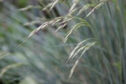 Traumhaftes Terrassenbeet (Doppelte Freude Durch Zwei Ansichtsseiten) -Günstiges Pflanzen Land Geschäft 2003046 Traumhaftes 20Terrassenbeet Doppelte 20Freude 20durch 20zwei 20Ansichtsseiten 14