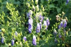 Traumhaftes Terrassenbeet (Doppelte Freude Durch Zwei Ansichtsseiten) -Günstiges Pflanzen Land Geschäft 2003046 Traumhaftes 20Terrassenbeet Doppelte 20Freude 20durch 20zwei 20Ansichtsseiten 3