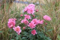 Traumhaftes Terrassenbeet (Doppelte Freude Durch Zwei Ansichtsseiten) -Günstiges Pflanzen Land Geschäft 2003046 Traumhaftes 20Terrassenbeet Doppelte 20Freude 20durch 20zwei 20Ansichtsseiten 8