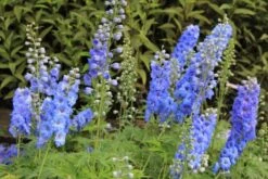 Farbenfrohes Sommerbeet (Leicht Erweiterbare Blütenfreude) -Günstiges Pflanzen Land Geschäft 2003047 Farbenfrohes 20Sommerbeet Leicht 20erweiterbare 20Bluetenfreude 10