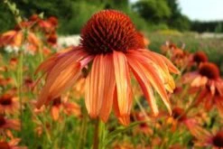 Farbenfrohes Sommerbeet (Leicht Erweiterbare Blütenfreude) -Günstiges Pflanzen Land Geschäft 2003047 Farbenfrohes 20Sommerbeet Leicht 20erweiterbare 20Bluetenfreude 11