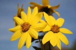 Farbenfrohes Sommerbeet (Leicht Erweiterbare Blütenfreude) -Günstiges Pflanzen Land Geschäft 2003047 Farbenfrohes 20Sommerbeet Leicht 20erweiterbare 20Bluetenfreude 15