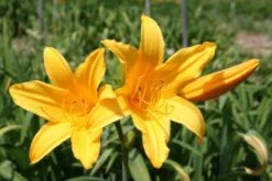 Farbenfrohes Sommerbeet (Leicht Erweiterbare Blütenfreude) -Günstiges Pflanzen Land Geschäft 2003047 Farbenfrohes 20Sommerbeet Leicht 20erweiterbare 20Bluetenfreude 16