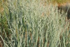 Farbenfrohes Sommerbeet (Leicht Erweiterbare Blütenfreude) -Günstiges Pflanzen Land Geschäft 2003047 Farbenfrohes 20Sommerbeet Leicht 20erweiterbare 20Bluetenfreude 18