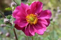 Farbenfrohes Sommerbeet (Leicht Erweiterbare Blütenfreude) -Günstiges Pflanzen Land Geschäft 2003047 Farbenfrohes 20Sommerbeet Leicht 20erweiterbare 20Bluetenfreude 3