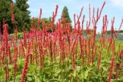 Farbenfrohes Sommerbeet (Leicht Erweiterbare Blütenfreude) -Günstiges Pflanzen Land Geschäft 2003047 Farbenfrohes 20Sommerbeet Leicht 20erweiterbare 20Bluetenfreude 6