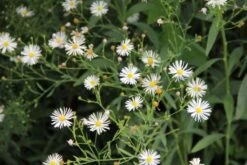 Farbenfrohes Sommerbeet (Leicht Erweiterbare Blütenfreude) -Günstiges Pflanzen Land Geschäft 2003047 Farbenfrohes 20Sommerbeet Leicht 20erweiterbare 20Bluetenfreude 7