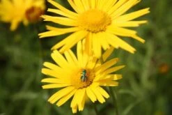 Farbenfrohes Sommerbeet (Leicht Erweiterbare Blütenfreude) -Günstiges Pflanzen Land Geschäft 2003047 Farbenfrohes 20Sommerbeet Leicht 20erweiterbare 20Bluetenfreude 8