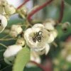 Actinidia Arguta 'Nostino' (männlich) (Beerenkiwi)