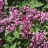 Syringa 'Bloomerang® Dark Purple' (Zwergflieder) -Günstiges Pflanzen Land Geschäft 2003112 Syringa 20Bloomerang 20Dark 20Purple Zwergflieder 1