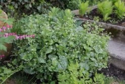 Lauschiger Lieblingsplatz (Hochsommerlicher Rückzugsort) -Günstiges Pflanzen Land Geschäft 2003181 Lauschiger 20Lieblingsplatz Hochsommerlicher 20Rueckzugsort 13