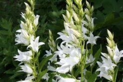 Lauschiger Lieblingsplatz (Hochsommerlicher Rückzugsort) -Günstiges Pflanzen Land Geschäft 2003181 Lauschiger 20Lieblingsplatz Hochsommerlicher 20Rueckzugsort 14