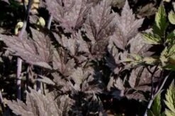 Lauschiger Lieblingsplatz (Hochsommerlicher Rückzugsort) -Günstiges Pflanzen Land Geschäft 2003181 Lauschiger 20Lieblingsplatz Hochsommerlicher 20Rueckzugsort 15