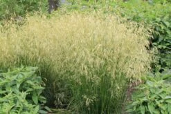 Lauschiger Lieblingsplatz (Hochsommerlicher Rückzugsort) -Günstiges Pflanzen Land Geschäft 2003181 Lauschiger 20Lieblingsplatz Hochsommerlicher 20Rueckzugsort 16