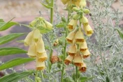 Lauschiger Lieblingsplatz (Hochsommerlicher Rückzugsort) -Günstiges Pflanzen Land Geschäft 2003181 Lauschiger 20Lieblingsplatz Hochsommerlicher 20Rueckzugsort 17