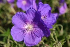 Lauschiger Lieblingsplatz (Hochsommerlicher Rückzugsort) -Günstiges Pflanzen Land Geschäft 2003181 Lauschiger 20Lieblingsplatz Hochsommerlicher 20Rueckzugsort 18