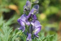 Lauschiger Lieblingsplatz (Hochsommerlicher Rückzugsort) -Günstiges Pflanzen Land Geschäft 2003181 Lauschiger 20Lieblingsplatz Hochsommerlicher 20Rueckzugsort 5