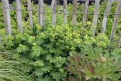 Lauschiger Lieblingsplatz (Hochsommerlicher Rückzugsort) -Günstiges Pflanzen Land Geschäft 2003181 Lauschiger 20Lieblingsplatz Hochsommerlicher 20Rueckzugsort 6