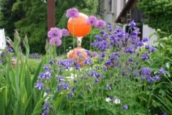 Lauschiger Lieblingsplatz (Hochsommerlicher Rückzugsort) -Günstiges Pflanzen Land Geschäft 2003181 Lauschiger 20Lieblingsplatz Hochsommerlicher 20Rueckzugsort 8