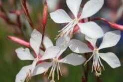 Buntes Bienenparadies (Nektarsegen Für Biene, Hummel, Schmetterling & Co.) 33 Buntes Bienenparadies (Nektarsegen Für Biene, Hummel, Schmetterling & Co.) -Günstiges Pflanzen Land Geschäft 2003234 Buntes 20Bienenparadies Nektarsegen 20fuer 20Biene 20Hummel 20Schmetterling 20 20Co 12