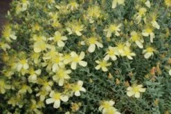 Buntes Bienenparadies (Nektarsegen Für Biene, Hummel, Schmetterling & Co.) 35 Buntes Bienenparadies (Nektarsegen Für Biene, Hummel, Schmetterling & Co.) -Günstiges Pflanzen Land Geschäft 2003234 Buntes 20Bienenparadies Nektarsegen 20fuer 20Biene 20Hummel 20Schmetterling 20 20Co 14