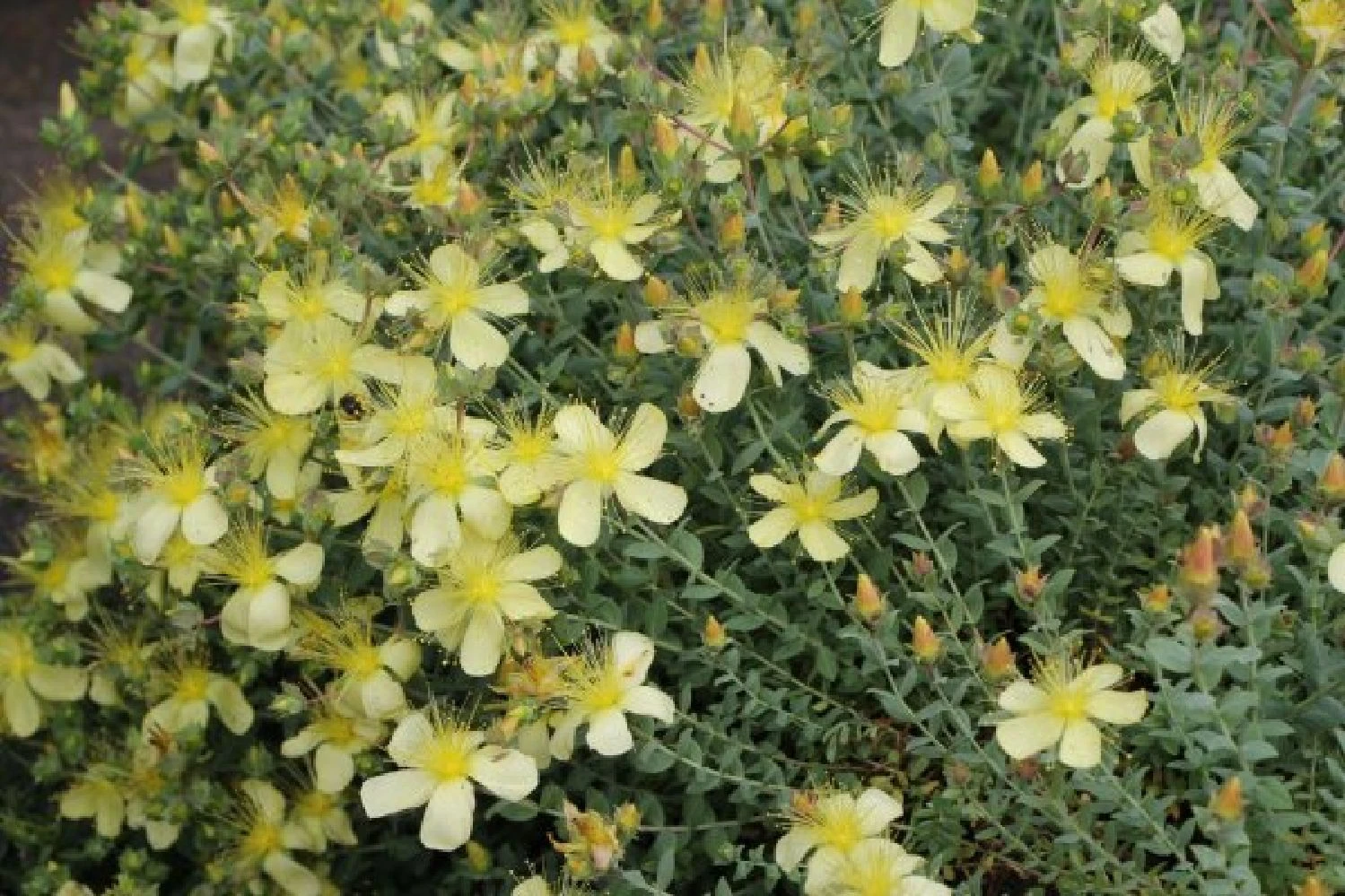 Buntes Bienenparadies (Nektarsegen Für Biene, Hummel, Schmetterling & Co.) 16 Buntes Bienenparadies (Nektarsegen Für Biene, Hummel, Schmetterling & Co.) – Bild 14