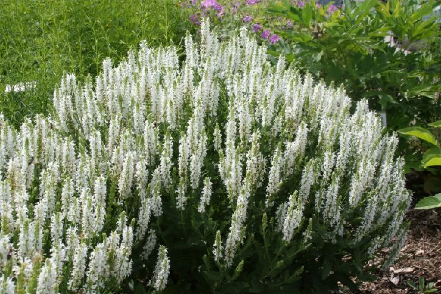 Buntes Bienenparadies (Nektarsegen Für Biene, Hummel, Schmetterling & Co.) 20 Buntes Bienenparadies (Nektarsegen Für Biene, Hummel, Schmetterling & Co.) – Bild 18