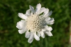 Buntes Bienenparadies (Nektarsegen Für Biene, Hummel, Schmetterling & Co.) 40 Buntes Bienenparadies (Nektarsegen Für Biene, Hummel, Schmetterling & Co.) -Günstiges Pflanzen Land Geschäft 2003234 Buntes 20Bienenparadies Nektarsegen 20fuer 20Biene 20Hummel 20Schmetterling 20 20Co 19