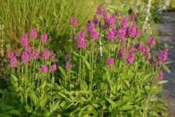 Buntes Bienenparadies (Nektarsegen Für Biene, Hummel, Schmetterling & Co.) 41 Buntes Bienenparadies (Nektarsegen Für Biene, Hummel, Schmetterling & Co.) -Günstiges Pflanzen Land Geschäft 2003234 Buntes 20Bienenparadies Nektarsegen 20fuer 20Biene 20Hummel 20Schmetterling 20 20Co 20