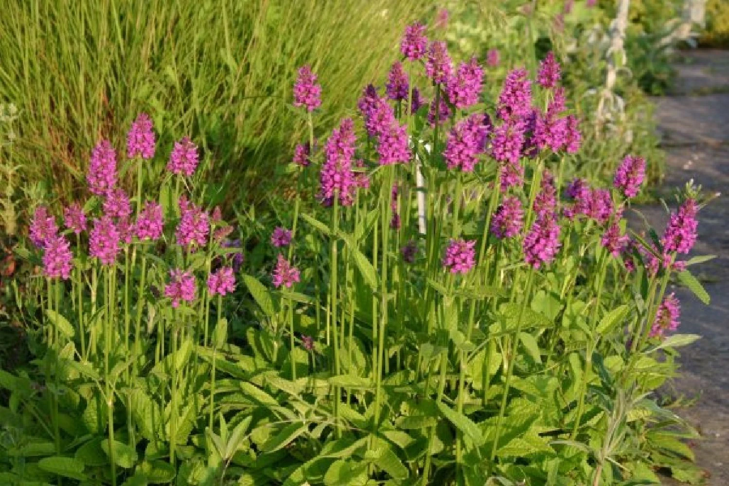 Buntes Bienenparadies (Nektarsegen Für Biene, Hummel, Schmetterling & Co.) 22 Buntes Bienenparadies (Nektarsegen Für Biene, Hummel, Schmetterling & Co.) – Bild 20