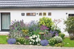 Buntes Bienenparadies (Nektarsegen Für Biene, Hummel, Schmetterling & Co.) 24 Buntes Bienenparadies (Nektarsegen Für Biene, Hummel, Schmetterling & Co.) -Günstiges Pflanzen Land Geschäft 2003234 Buntes 20Bienenparadies Nektarsegen 20fuer 20Biene 20Hummel 20Schmetterling 20 20Co 3