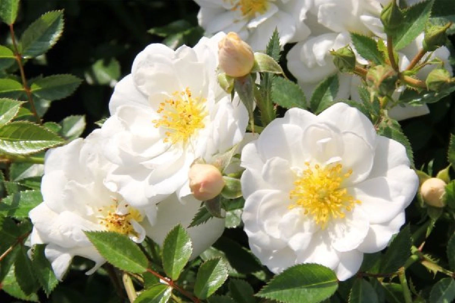 Buntes Bienenparadies (Nektarsegen Für Biene, Hummel, Schmetterling & Co.) 9 Buntes Bienenparadies (Nektarsegen Für Biene, Hummel, Schmetterling & Co.) – Bild 7