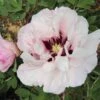 Paeonia Rockii 'Fen Xi Shi' (Strauchpfingstrose 'Rosa Schönheit') -Günstiges Pflanzen Land Geschäft 2003256 Paeonia 20rockii 20Fen 20Xi 20Shi Strauchpfingstrose 20Rosa 20Schoenheit 1