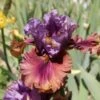 Iris Barbata-Elatior 'Nelly Tardivier' (Hohe Bartschwertlilie) -Günstiges Pflanzen Land Geschäft 2003280 Iris 20Barbata Elatior 20Nelly 20Tardivier Hohe 20Bartschwertlilie 1 2e493978 78e5 4e93 9e4d 4f3b8aaae812