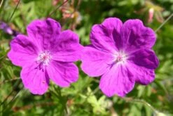 Das Hangbeet (Clevere Bepflanzung Für Schräge Flächen) -Günstiges Pflanzen Land Geschäft 2003344 Das 20Hangbeet Clevere 20Bepflanzung 20fuer 20schraege 20Flaechen 11