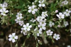 Das Hangbeet (Clevere Bepflanzung Für Schräge Flächen) -Günstiges Pflanzen Land Geschäft 2003344 Das 20Hangbeet Clevere 20Bepflanzung 20fuer 20schraege 20Flaechen 12