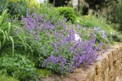 Das Hangbeet (Clevere Bepflanzung Für Schräge Flächen) -Günstiges Pflanzen Land Geschäft 2003344 Das 20Hangbeet Clevere 20Bepflanzung 20fuer 20schraege 20Flaechen 14