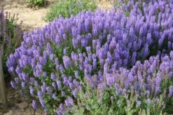 Das Hangbeet (Clevere Bepflanzung Für Schräge Flächen) -Günstiges Pflanzen Land Geschäft 2003344 Das 20Hangbeet Clevere 20Bepflanzung 20fuer 20schraege 20Flaechen 15