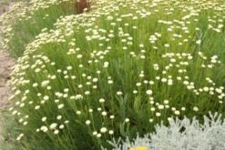 Das Hangbeet (Clevere Bepflanzung Für Schräge Flächen) -Günstiges Pflanzen Land Geschäft 2003344 Das 20Hangbeet Clevere 20Bepflanzung 20fuer 20schraege 20Flaechen 16