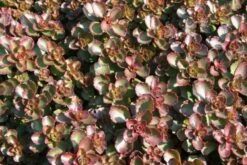 Das Hangbeet (Clevere Bepflanzung Für Schräge Flächen) -Günstiges Pflanzen Land Geschäft 2003344 Das 20Hangbeet Clevere 20Bepflanzung 20fuer 20schraege 20Flaechen 17