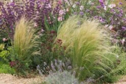 Das Hangbeet (Clevere Bepflanzung Für Schräge Flächen) -Günstiges Pflanzen Land Geschäft 2003344 Das 20Hangbeet Clevere 20Bepflanzung 20fuer 20schraege 20Flaechen 19