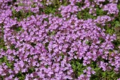 Das Hangbeet (Clevere Bepflanzung Für Schräge Flächen) -Günstiges Pflanzen Land Geschäft 2003344 Das 20Hangbeet Clevere 20Bepflanzung 20fuer 20schraege 20Flaechen 20